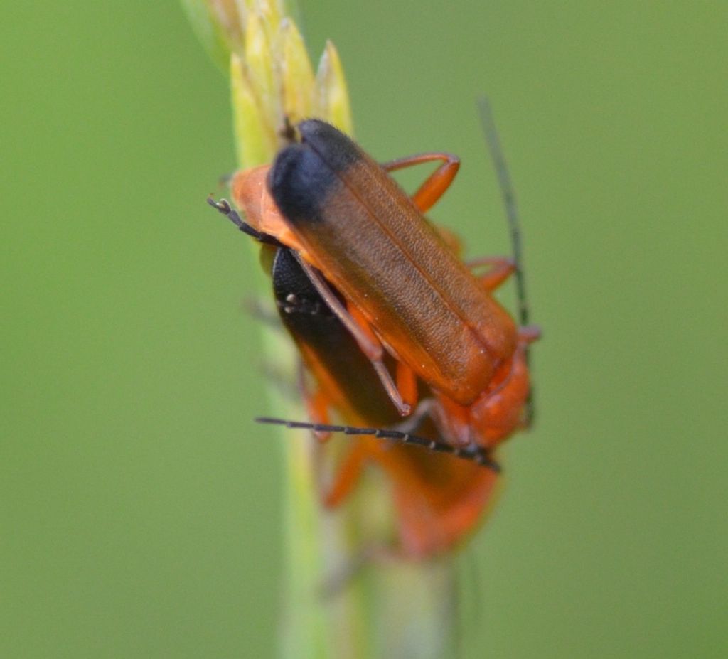 Cantharidae: Rhagonycha fulva